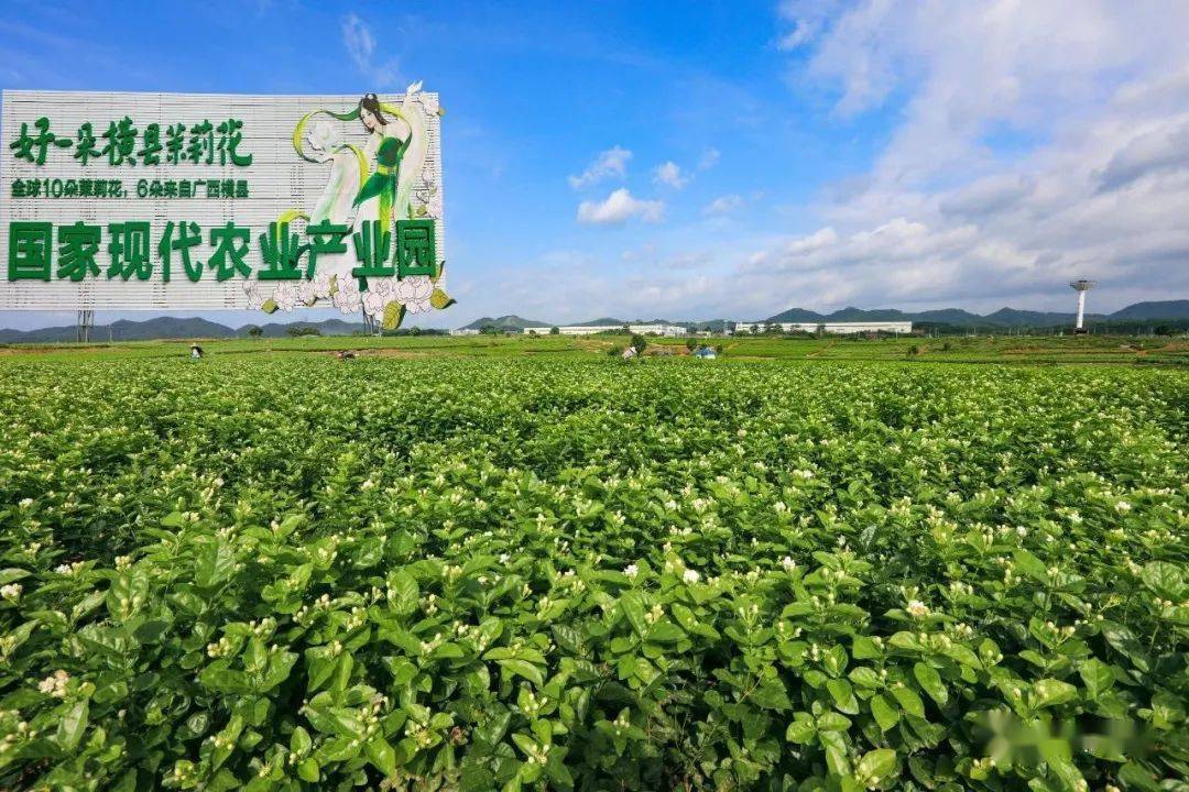 在中华茉莉园,茉莉小镇,校椅榃僧村等特色小镇开展茉莉花文化,壮乡