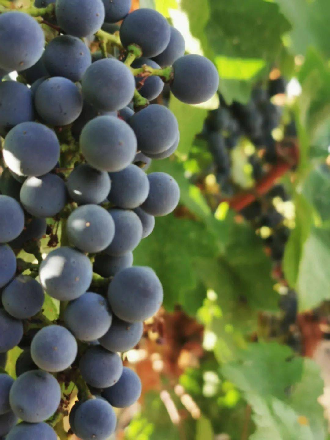 宁夏|宁夏是祖国西部的一块宝地