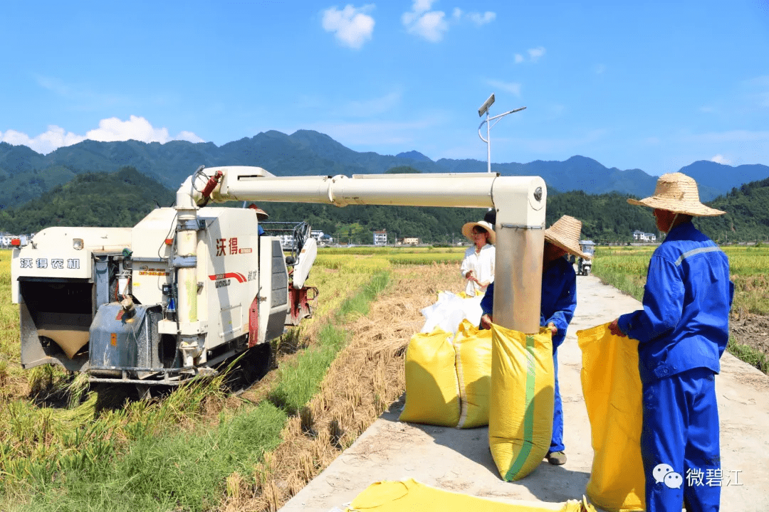 碧江水稻收割正当时_收割机