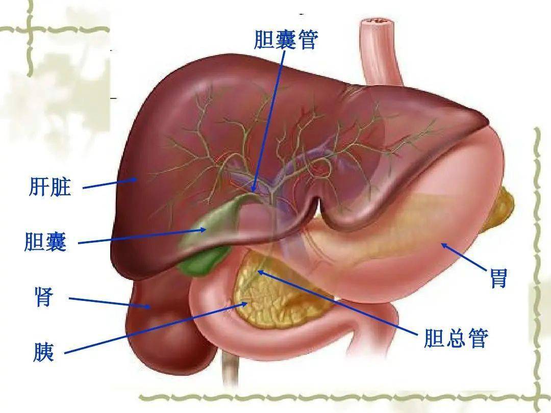 胆囊的解剖位置图片