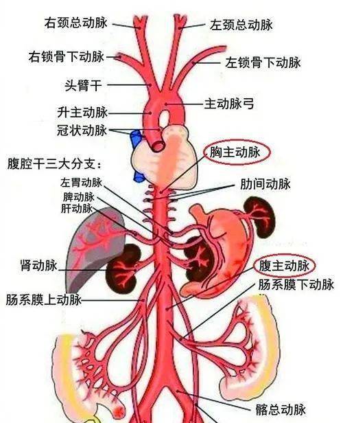 人体背部主动脉血管图图片