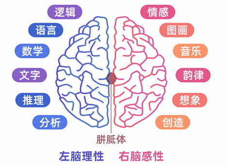 科学研究表明,人类的大脑有左右之分,左脑侧重于理性思维,善于推理