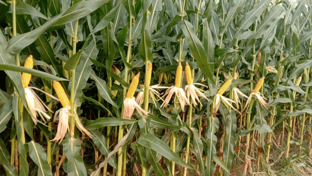 支部领办合作社肥城市边院镇北仇村土地流转小麦玉米育种促进村集体