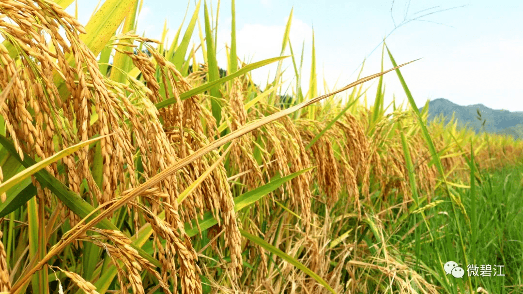 又见一年好"丰"景!碧江水稻收割正当时
