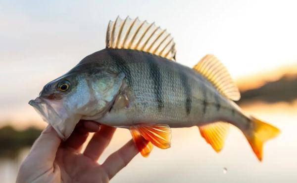 功效|现在吃这肉最养人！强筋骨，补脾胃，尤其适合这3类人！