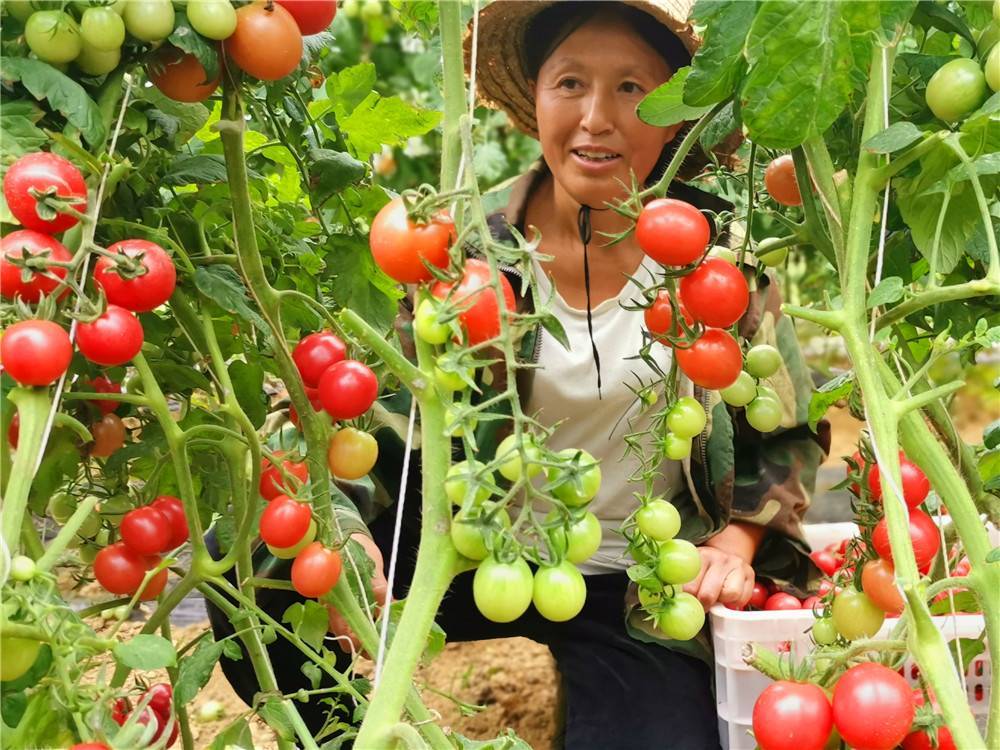采摘走进圣女果种植基地,映入眼帘的是层叠有致的百栋塑料大棚,大棚内