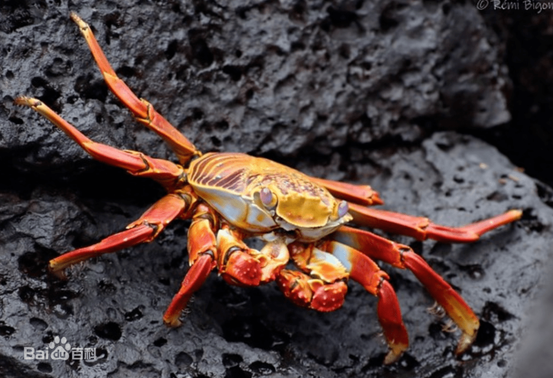 海洋科普1552红石蟹不会横着走的螃蟹