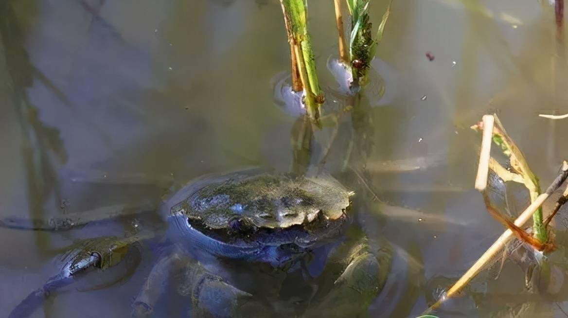 做好这八点,养殖不用愁_池塘