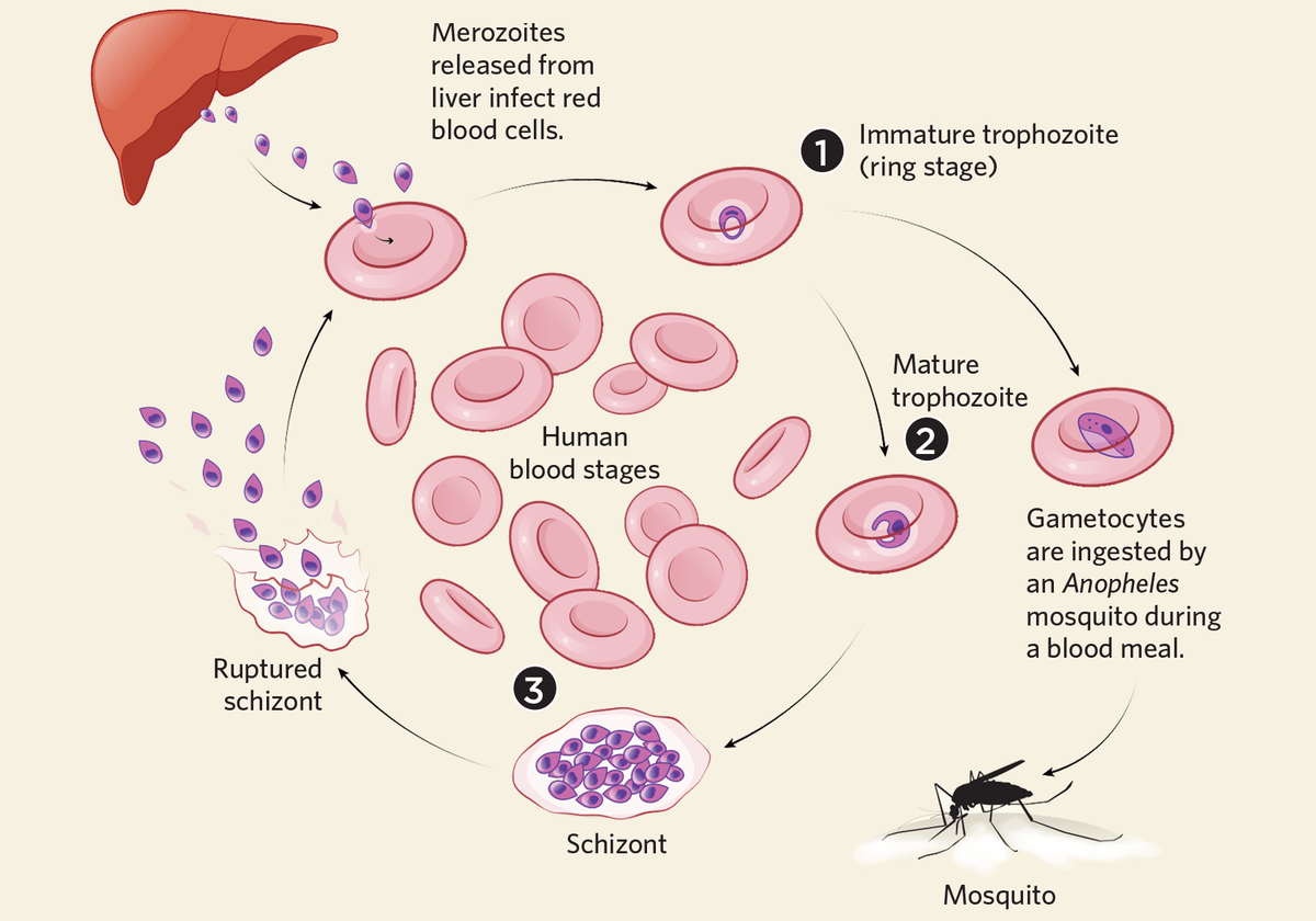 疟疾的拼音图片