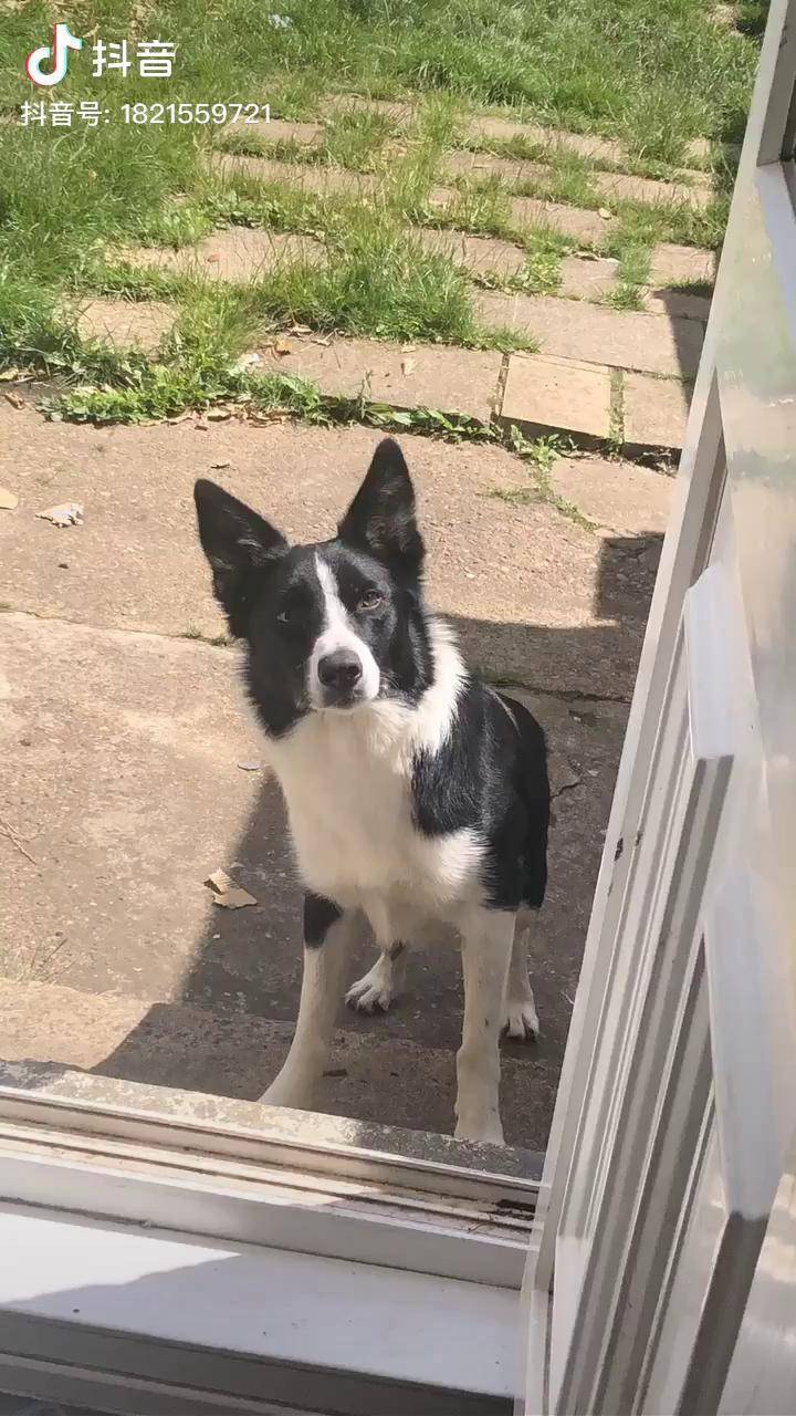 短毛边牧工作系边牧