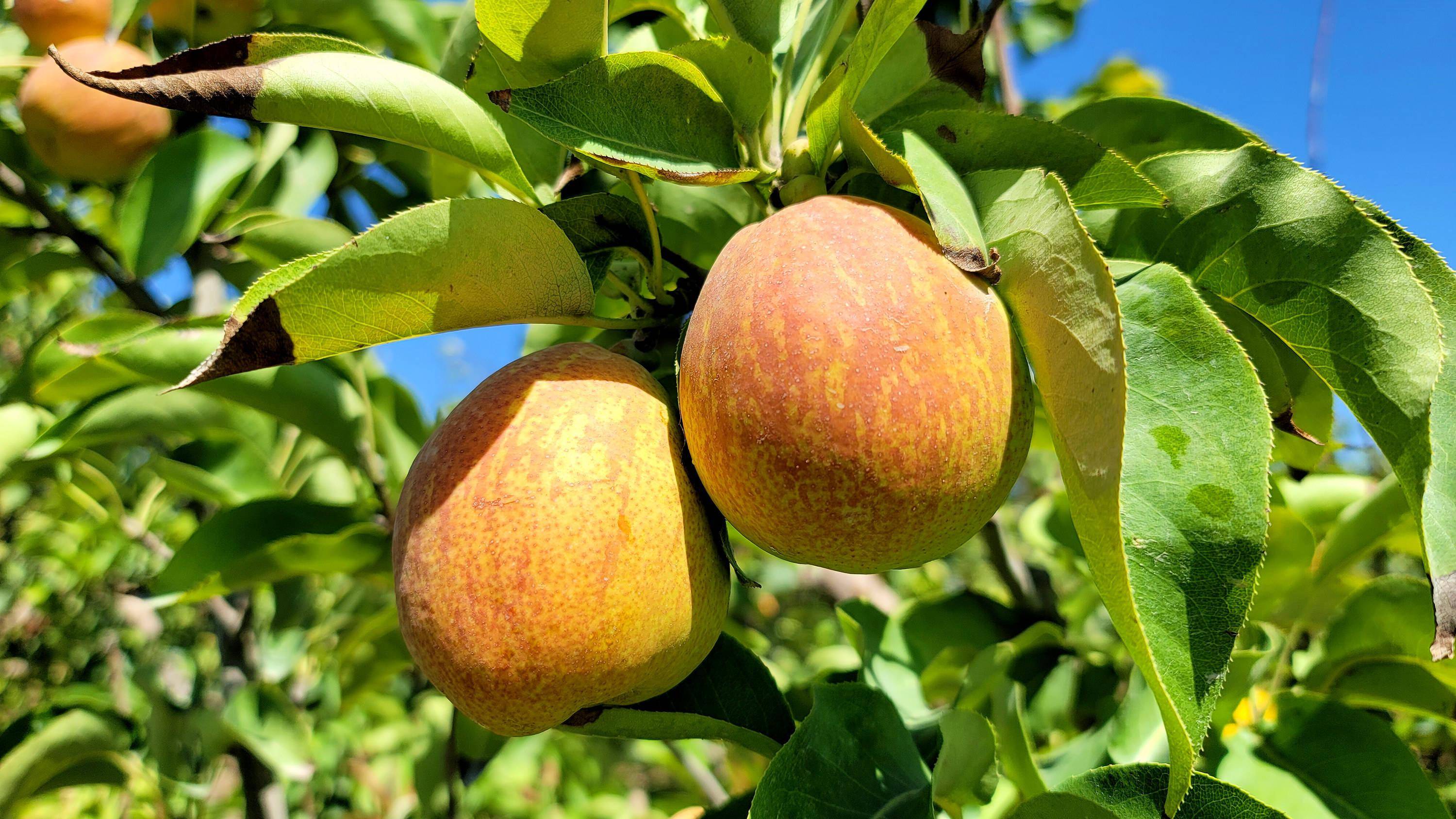 香梨挂满枝 梨农采收忙