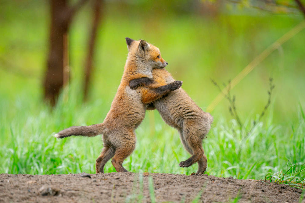 两只狐狸嬉戏打闹,相拥跳起"华尔兹"