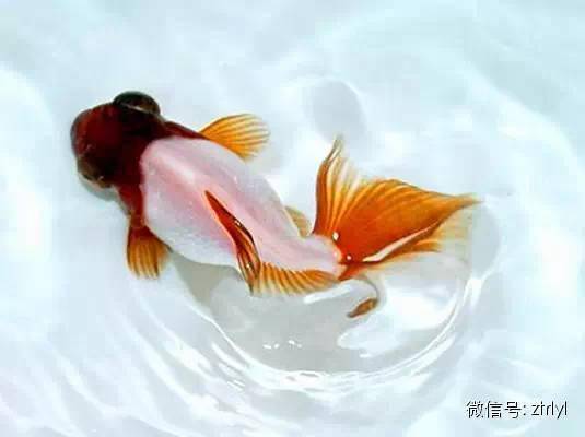 中国金鱼大全!绝对没见过的漂亮养眼