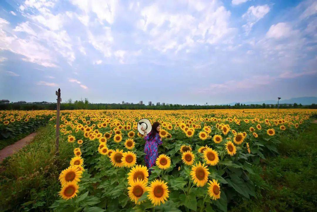 青爱的平谷夏各庄镇油葵园田园风光美如画