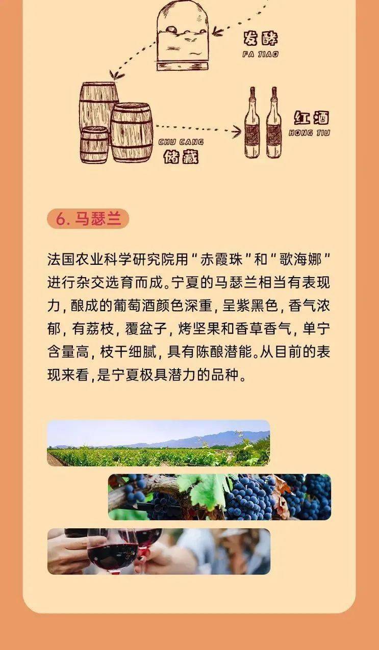 创意作品|科普 || 宁夏最常见的红葡萄酒品种有哪些?