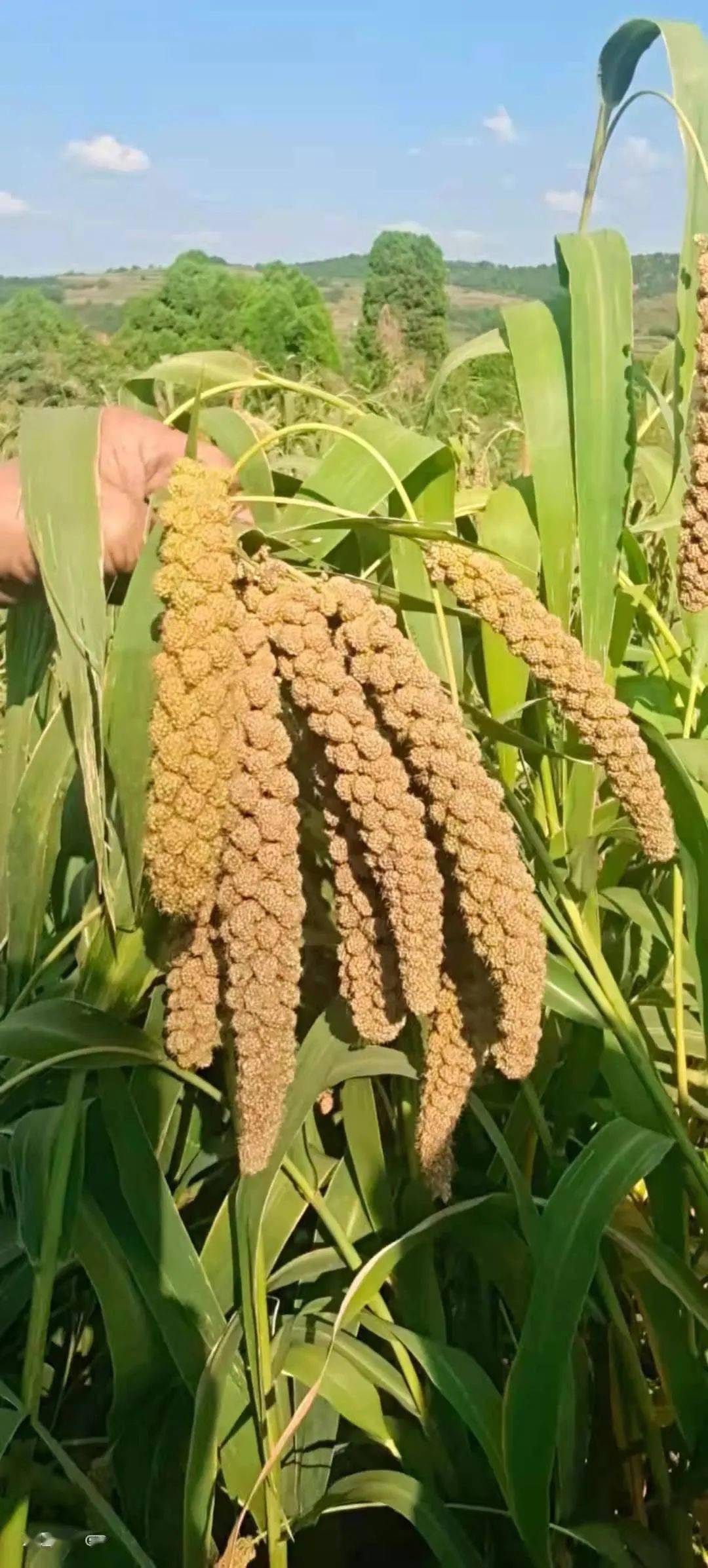 【手机拍第595期】崦山谷穗沉甸甸,颜色鲜亮米金黄_阳城