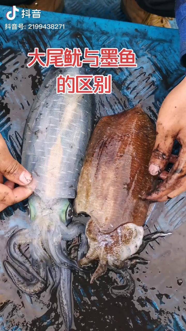 大尾鱿(软丝)与墨鱼的区分海钓海鲜 dou 小助手 广州刺猥