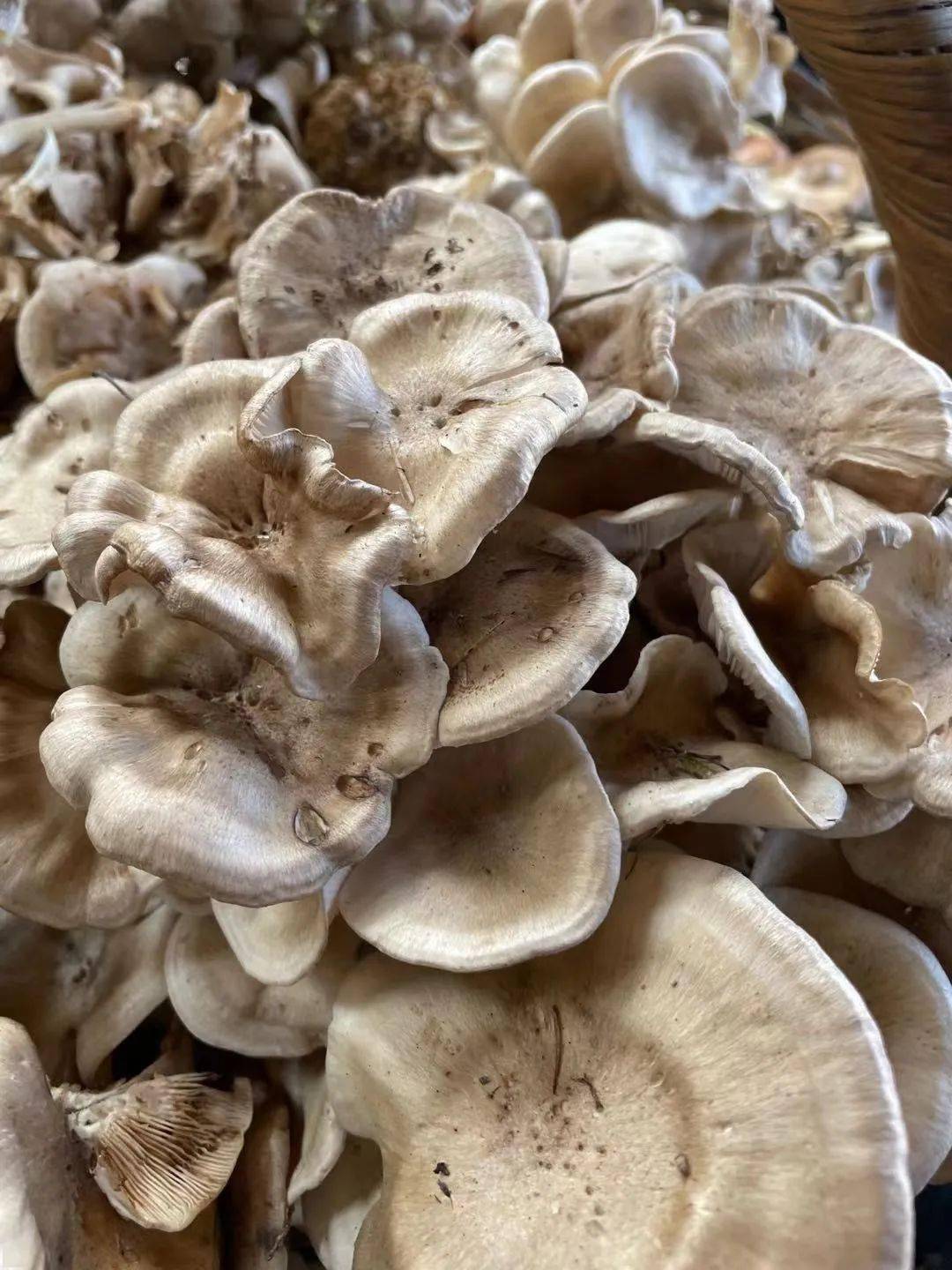 哇塞咱林区人采的路基蘑原来大有来头