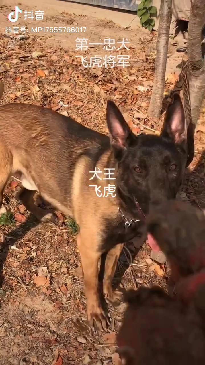 第一忠犬飞虎马犬