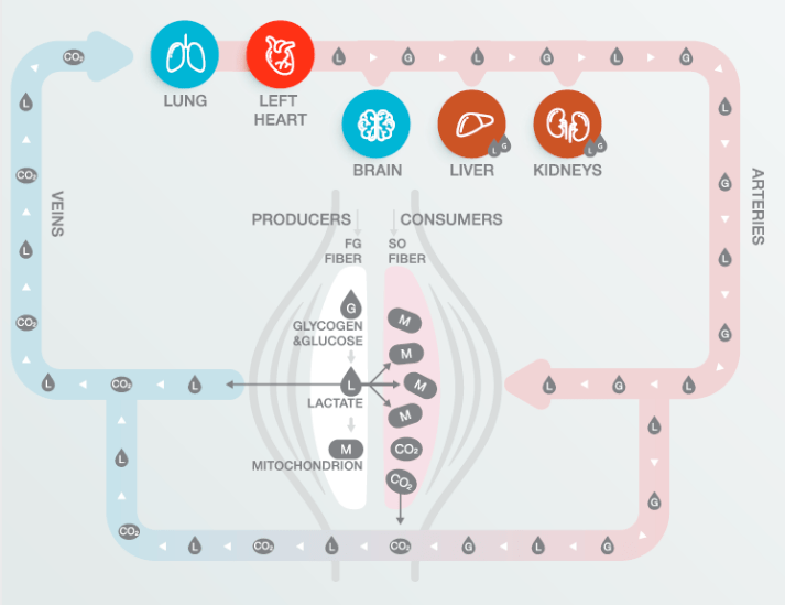 什么是乳酸它来自哪里