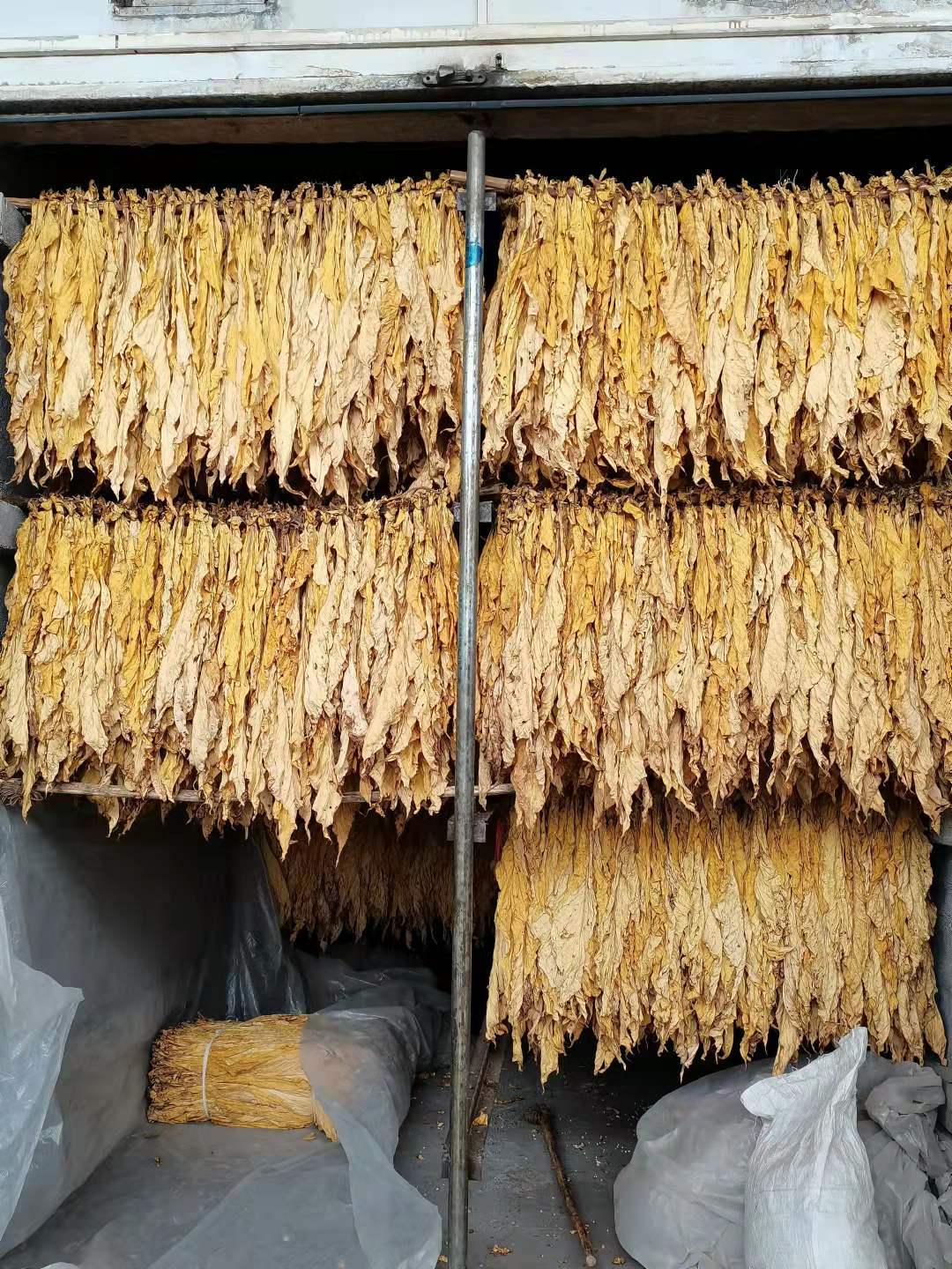 施秉:烤烟丰收村民笑