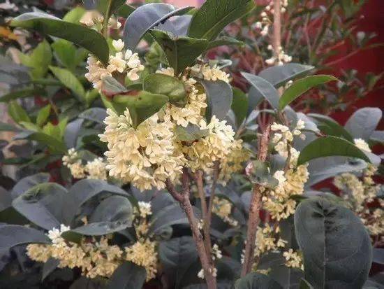 收藏45种常见桂花图鉴看完涨姿势