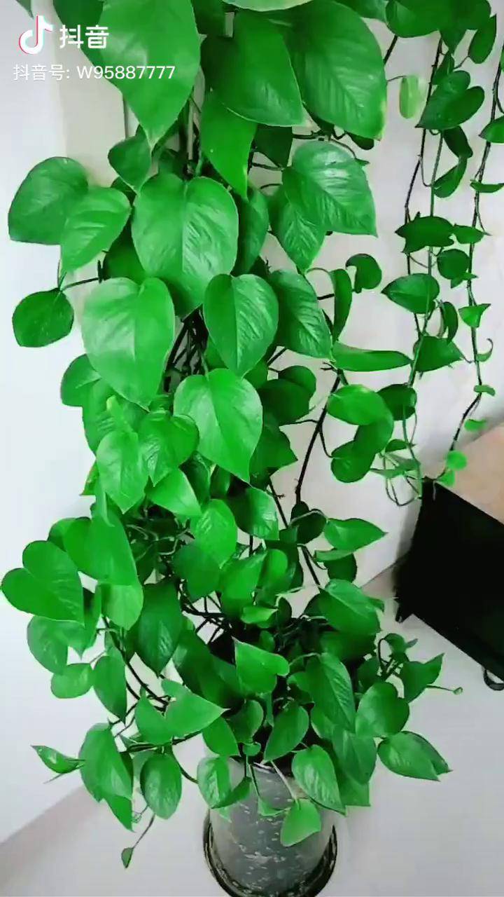 绿萝快速爬藤淘米水发酵好了可以加一些橘子皮去除异味土壤干透了在