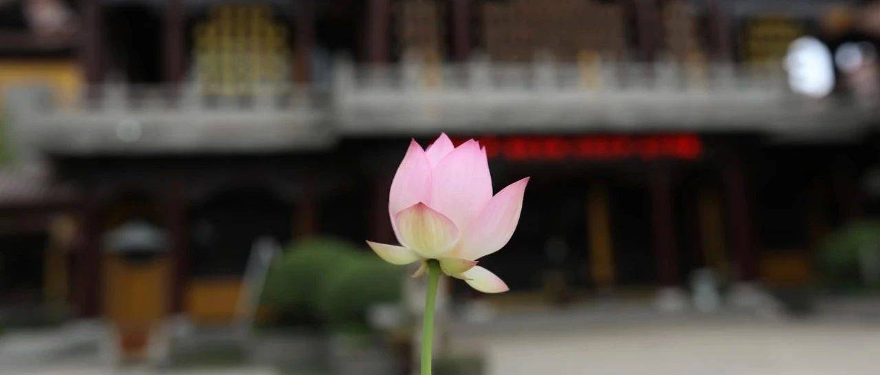 本来的面目。_人间