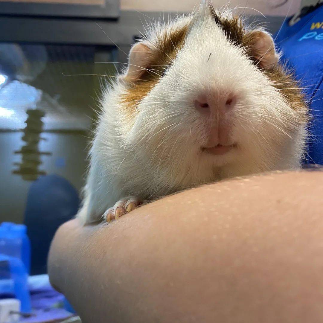 有7个不同物种分享这里的空间,它们是澳洲鹦鹉,兔子,豚鼠,仓鼠,国王蛇