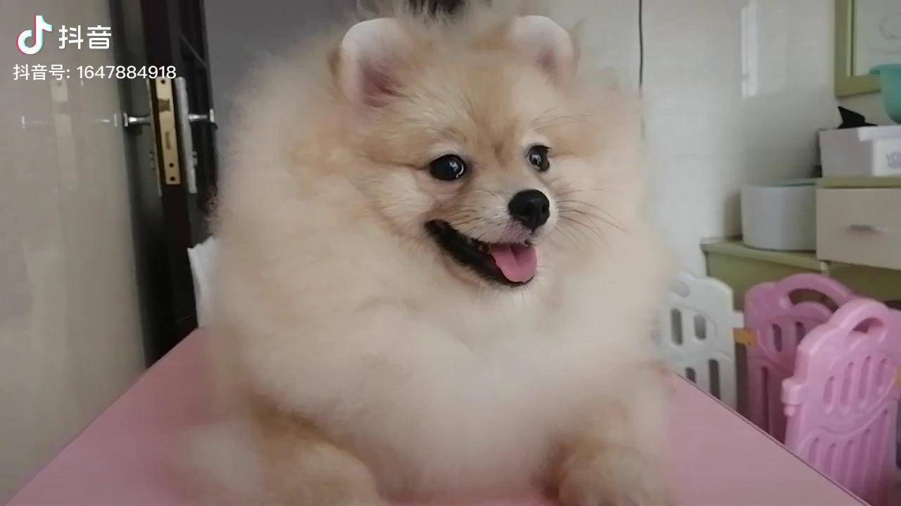 双血统博美博美犬母