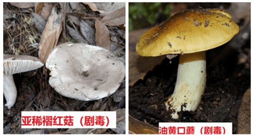 喇叭张蘑菇介绍图片