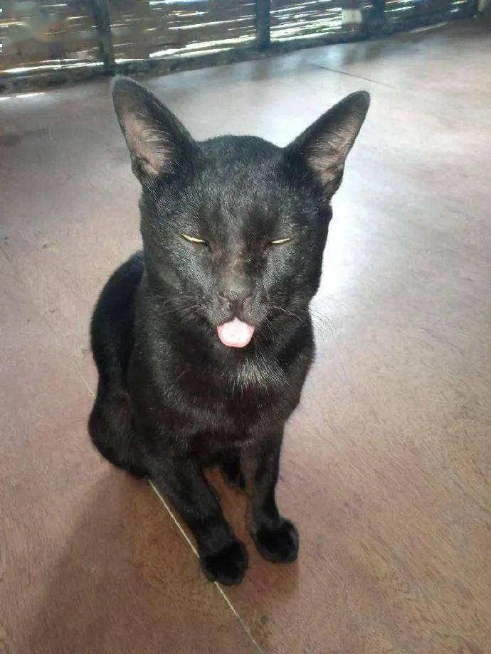 这么丑的黑猫还吐舌头卖萌,不忍直视