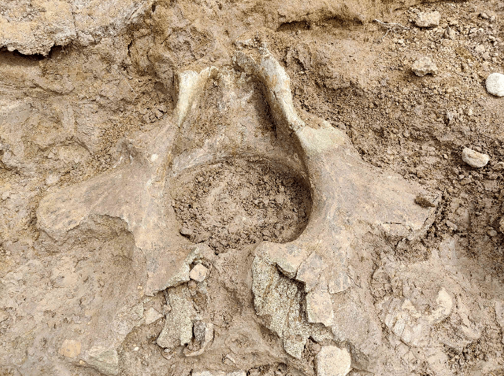 古菱齿象化石图片