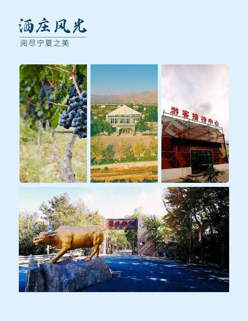活动|打造葡萄酒之都丨2021中国（宁夏）葡萄酒文化旅游节精彩亮点抢先看~