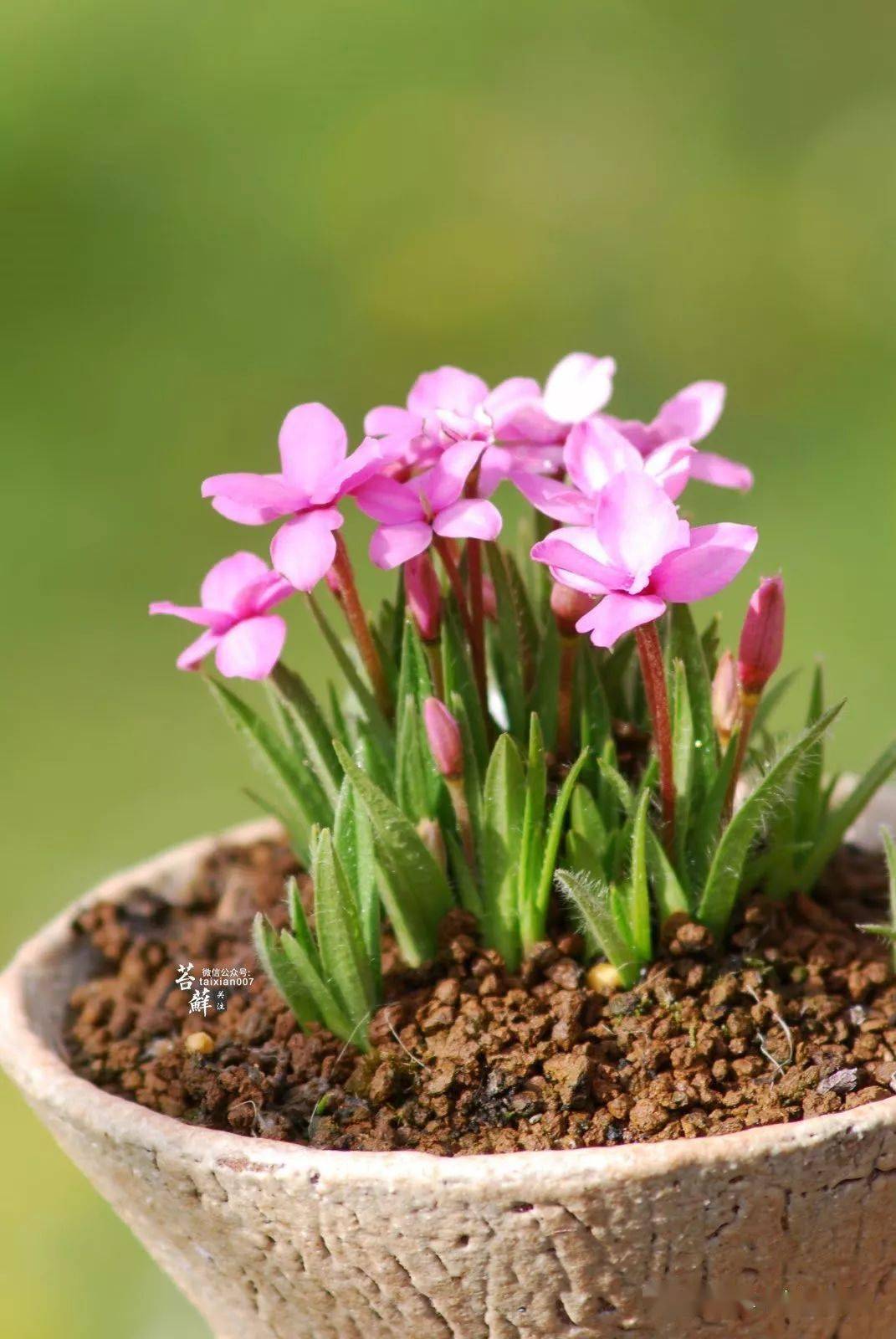 山野草其貌不扬清新脱俗