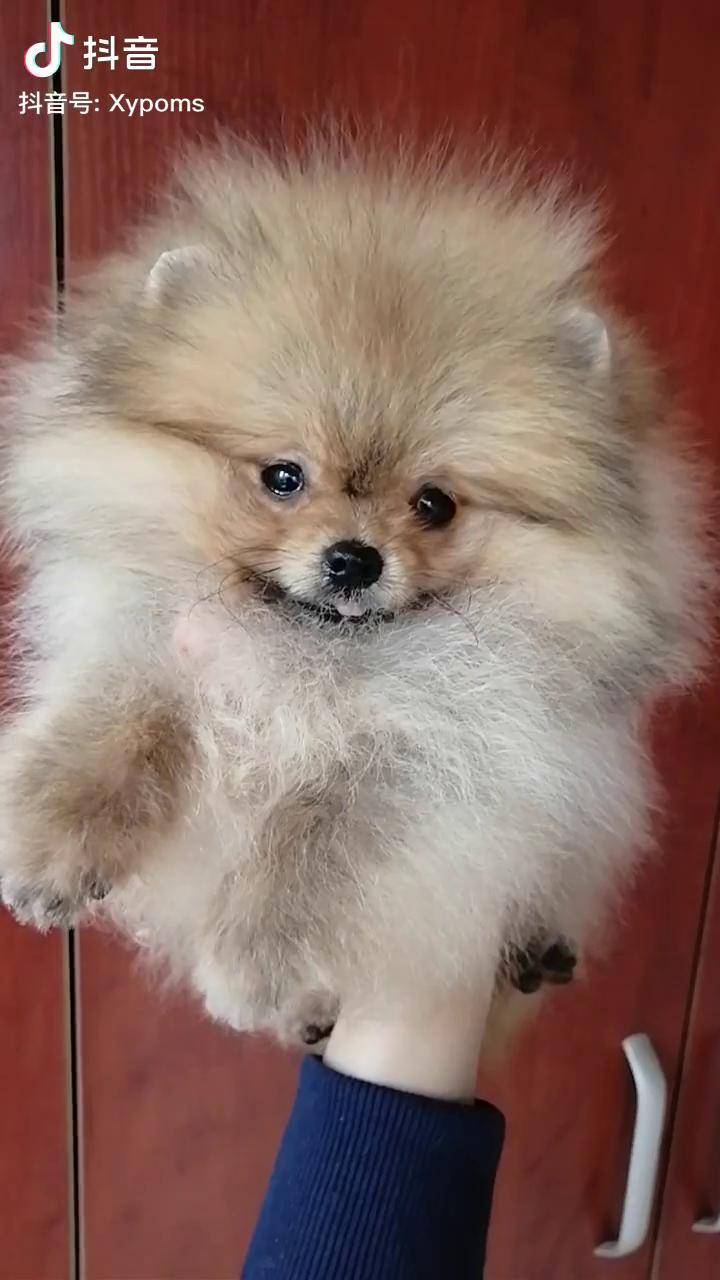 双血统博美心动的旅行上热门萌宠家有萌宠