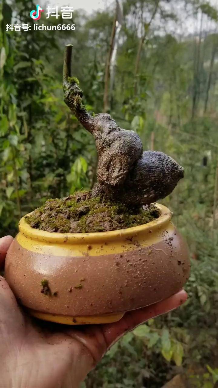 掌上盆景坨坨像蜗牛