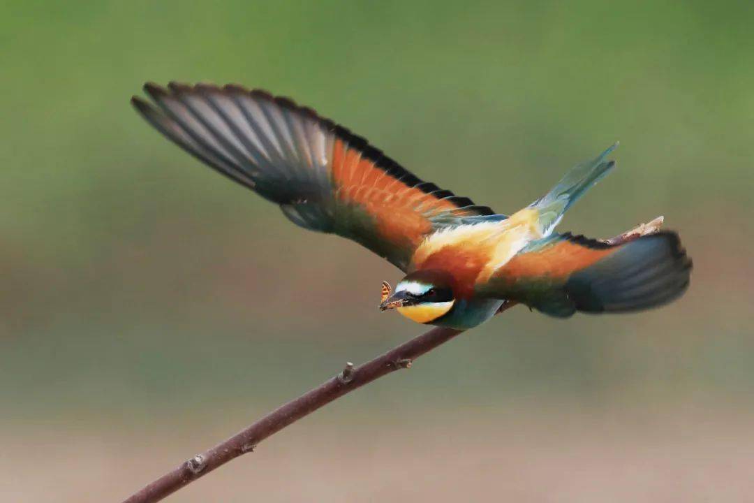 黄喉蜂虎被观鸟爱好者公认为鸟界四大"美人"之首,除了外套让人眼花