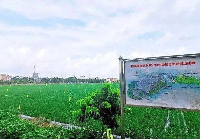 一起"庆丰收 感党恩"!_水稻