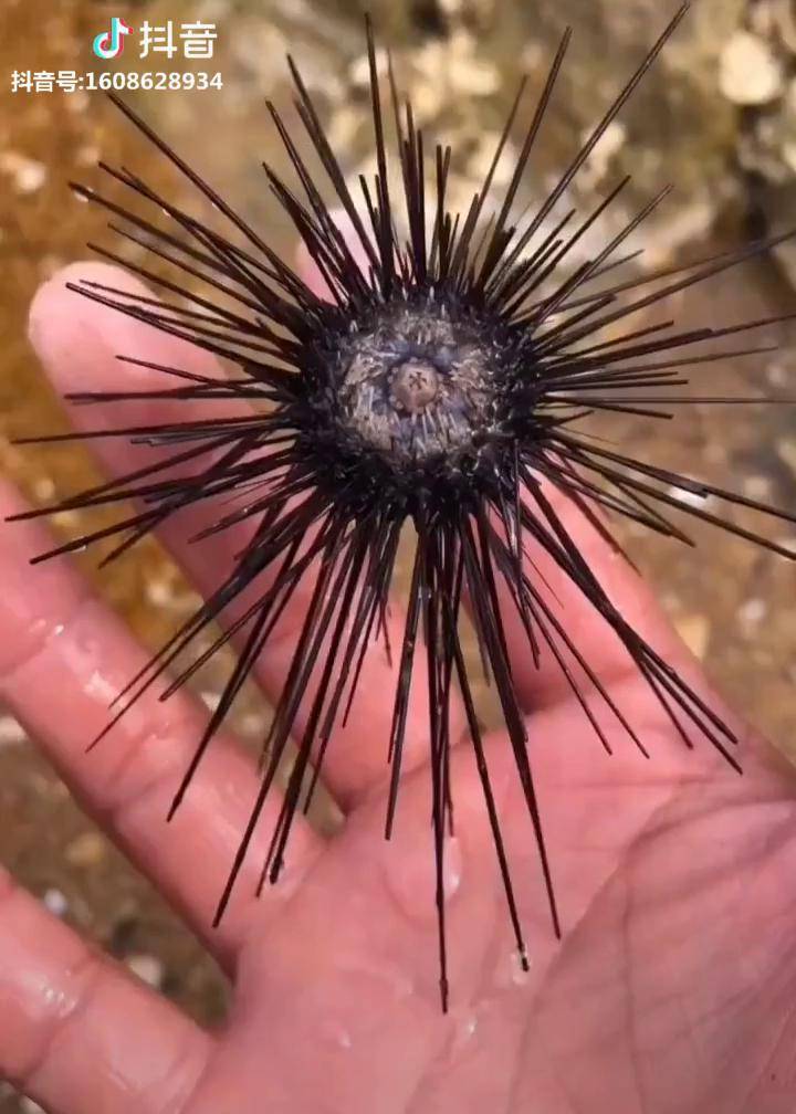 放生一个小海胆