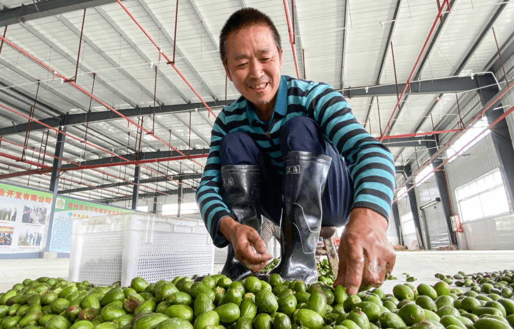 微观初摘香榧圣果农民嬉笑颜开