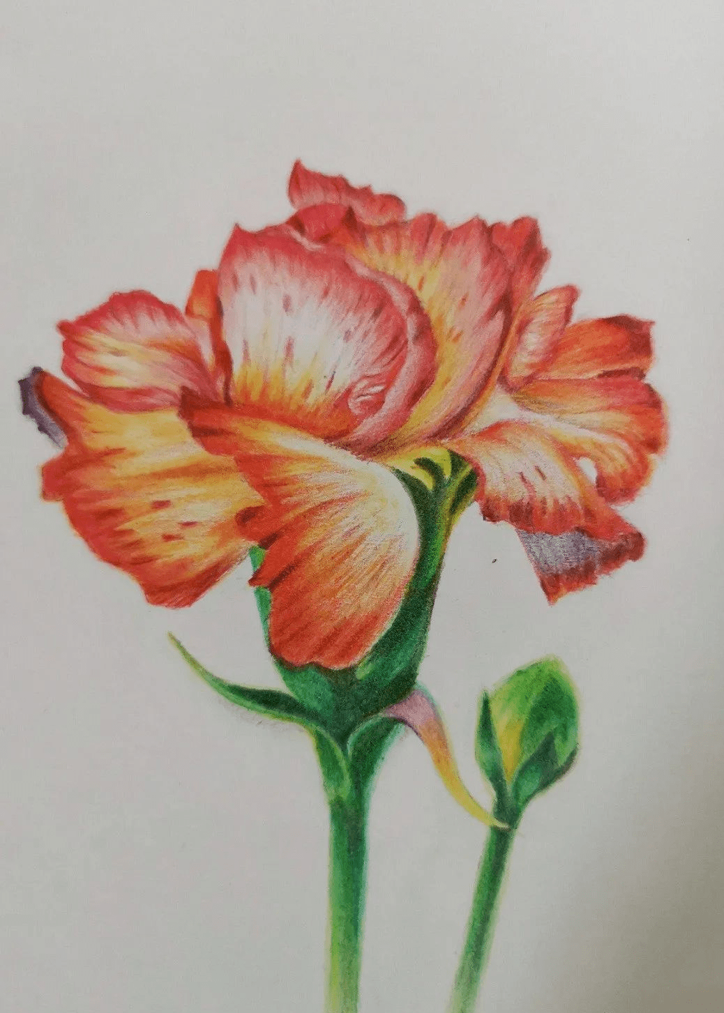 教你怎样画好一朵美丽的康乃馨