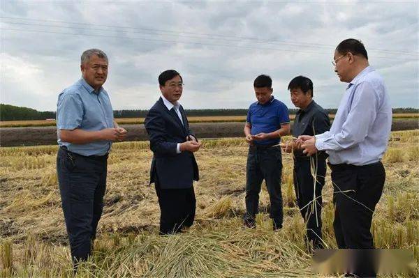 柳毅到大兴农场有限公司检查指导秋收生产工作