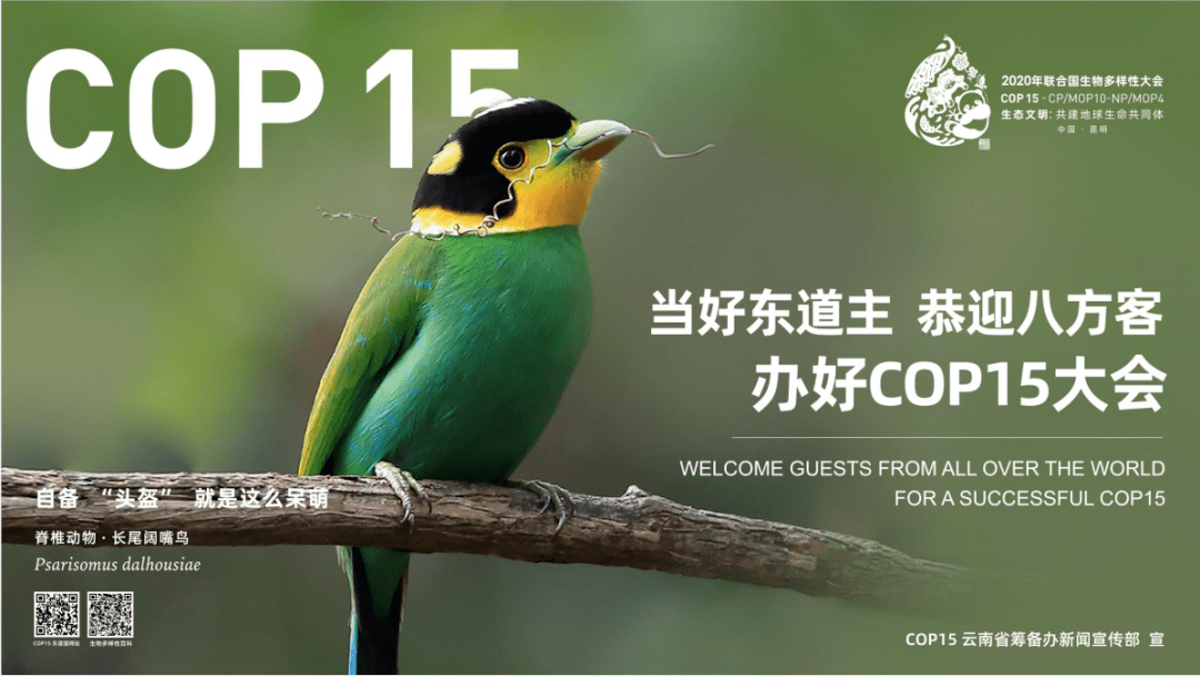 来源:cop15 云南省筹备办新闻宣传部【交通便民】智慧交通加速建,市民