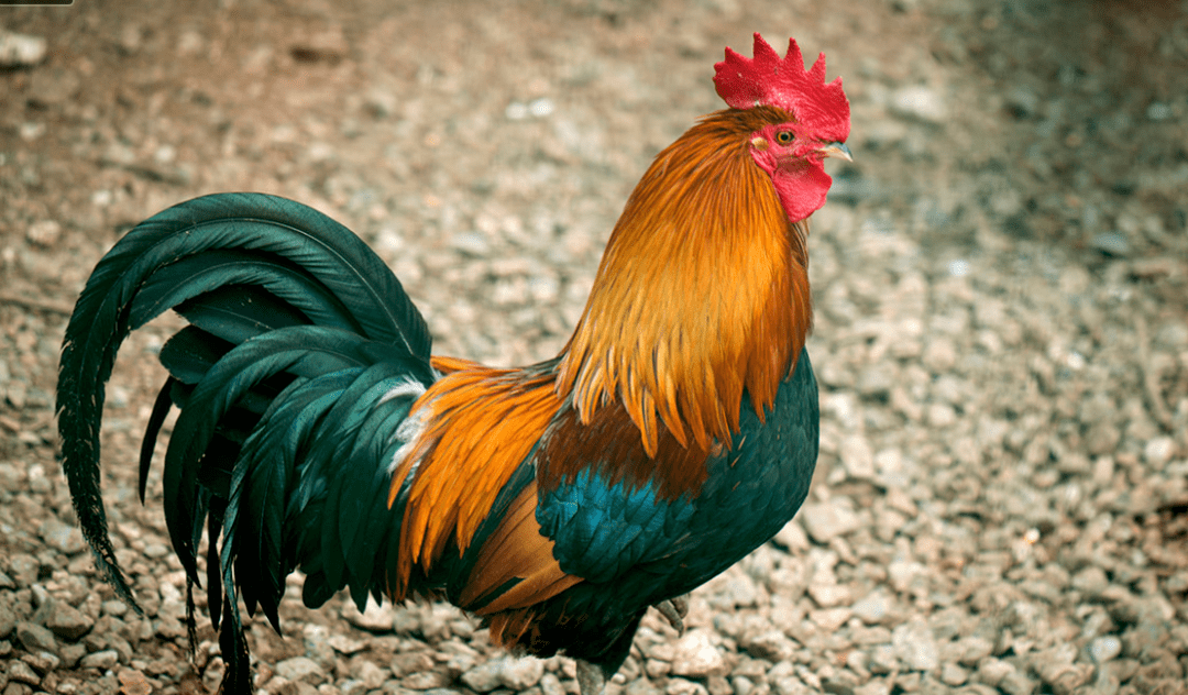 大金鸡:"财雨"就要降到你家门口,点开就接囍囍囍!富的流油!