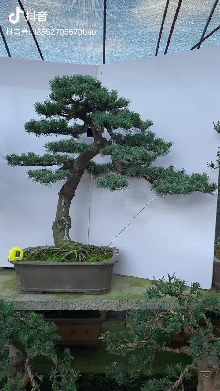 五针松盆景老桩