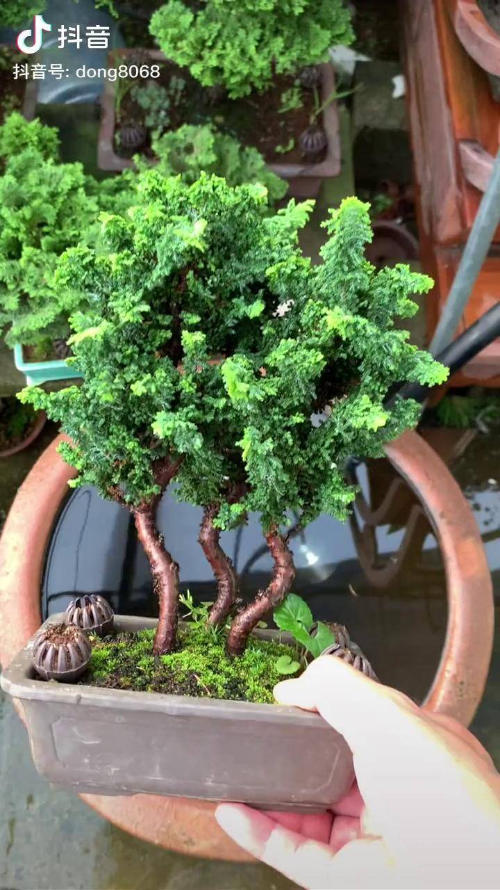 丛林石化桧盆景盆景石化桧盆景