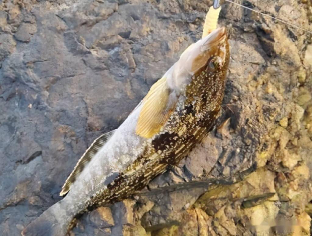 山东日照野生大泷六线鱼驯化养殖技术