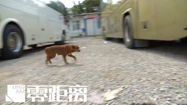 南京一公园内惊现成群流浪狗，体型偏大引发担忧！