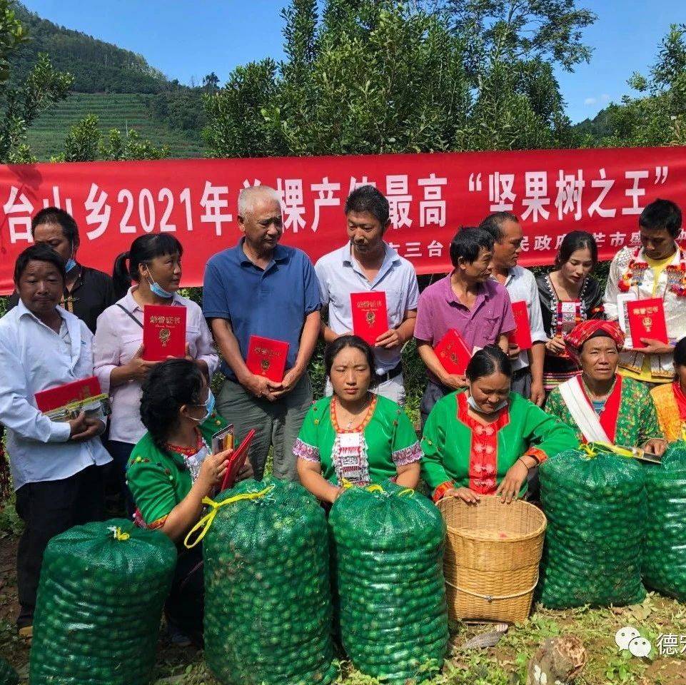实力碾压!芒市德昂山乡“坚果树之王”诞生啦~_澳洲